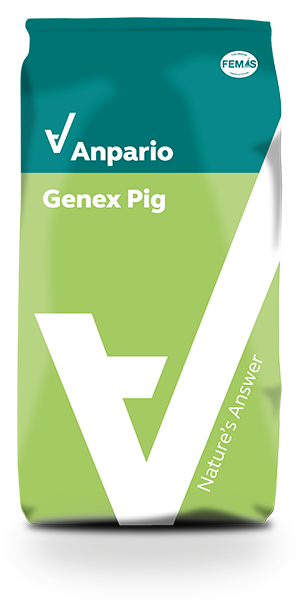 Genex Pig 精灵士-猪