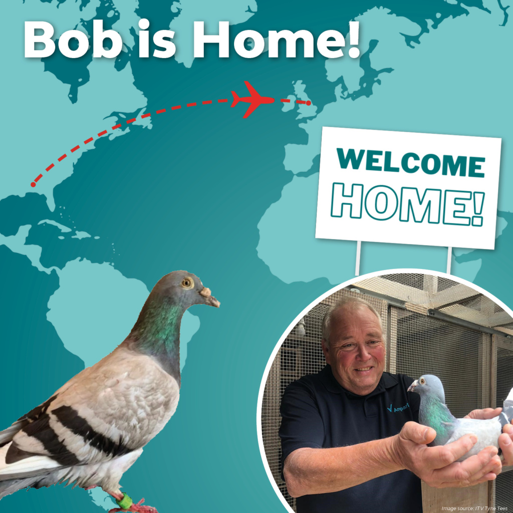 bob the pigeon is home